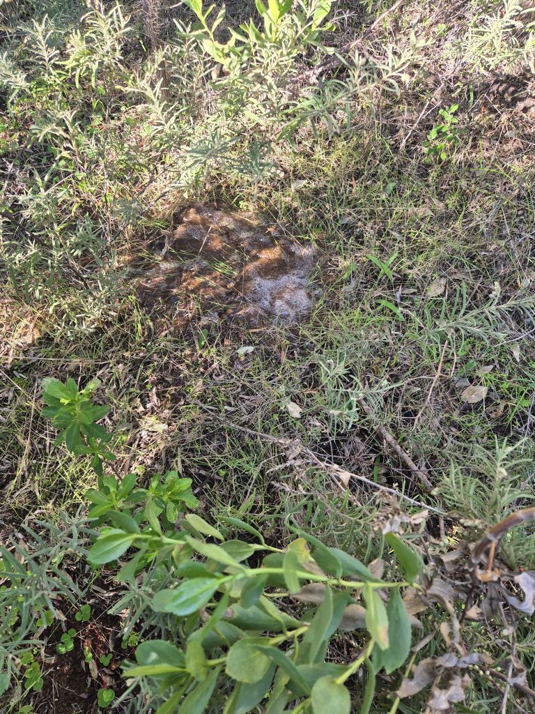 Professional Leak Detection | Major Leak Located at Smiths Beach Resort